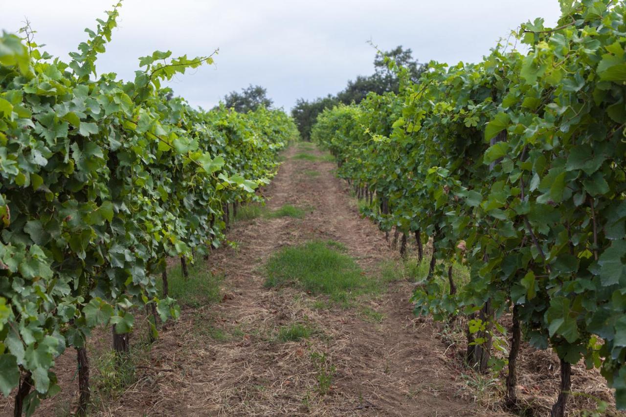 Podere Delle Rose Torre San Severo Extérieur photo