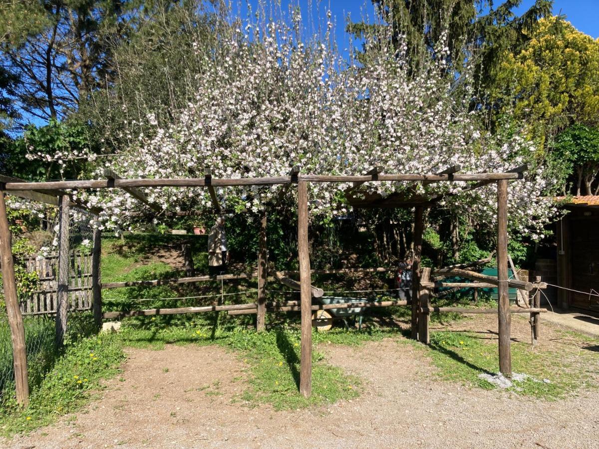 Podere Delle Rose Torre San Severo Extérieur photo